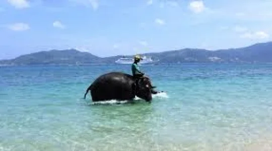 海で象乗り体験